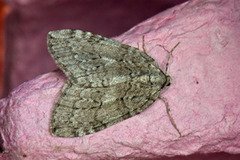 Autumnal Moth (Epirrita autumnata)