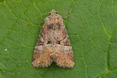 Rødlig strandengfly (Litoligia literosa)