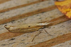 Ypsolopha nemorella