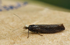 White-shouldered Smudge (Ypsolopha parenthesella)