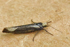 White-shouldered Smudge (Ypsolopha parenthesella)