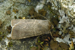 Mørkt klippefly (Standfussiana lucernea)