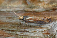 White-shouldered Smudge (Ypsolopha parenthesella)