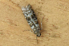 Dark Pine Knot-horn (Dioryctria abietella)