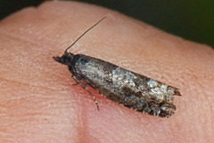 Dvergbjørkkveldvikler (Epinotia indecorana)