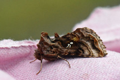 Beautiful Golden Y (Autographa pulchrina)