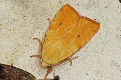 Blekt gulfly (Xanthia icteritia)