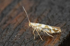 Oreblomstmøll (Argyresthia goedartella)