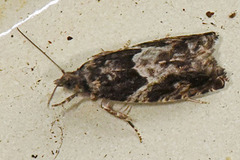 Epinotia cinereana/nisella