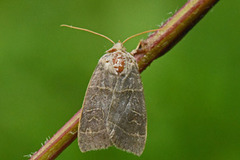 Osperingfly (Ipimorpha subtusa)