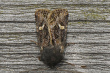 Svart sumpfly (Celaena haworthii)