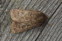 Double Dart (Graphiphora augur)