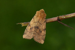 Vinkelfly (Enargia paleacea)