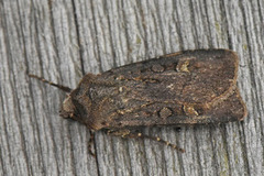 Garden Dart (Euxoa nigricans)