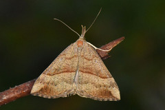 Snout (Hypena proboscidalis)