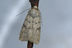 Lyst klippefly (Epipsilia grisescens)
