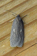 Punktflatvikler (Acleris lipsiana)