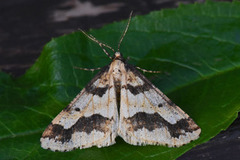 Stor frostmåler (Erannis defoliaria)