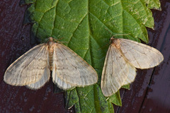 Blek høstmåler (Operophtera fagata)