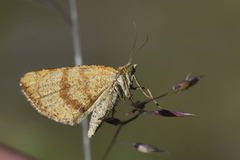 Rannoch Looper (Macaria brunneata)