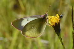 Moorland Clouded Yellow (Colias palaeno)