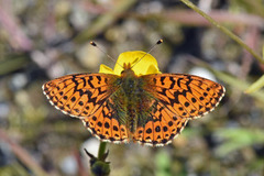 Myrperlemorvinge (Boloria aquilonaris)