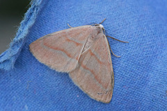 Barred Red (Hylaea fasciaria)