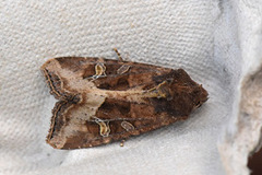 Brunt sumpfly (Helotropha leucostigma)