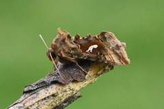 Gyllenbrunt metallfly (Autographa macrogamma)