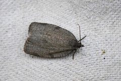 Large Ivy Tortrix (Lozotaenia forsterana)