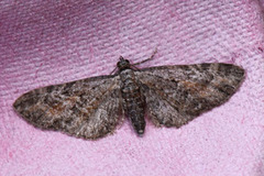 Rustdvergmåler (Eupithecia icterata)