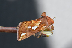 Kortstreket metallfly (Plusia putnami)