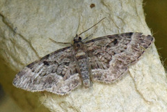 Cloaked Pug (Eupithecia abietaria)