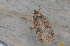 Common Flat-body (Agonopterix heracliana)