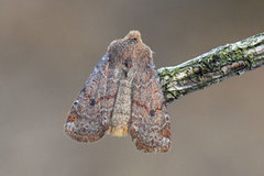 The Chestnut (Conistra vaccinii)