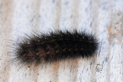 Ruby Tiger (Phragmatobia fuliginosa)