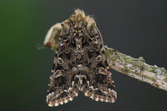 Tawny Shears (Hadena perplexa)