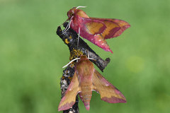 Small Elephant Hawk-moth (Deilephila porcellus)