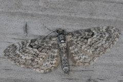 Lerkedvergmåler (Eupithecia lariciata)