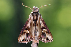 Purple Cloud (Actinotia polyodon)