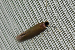 Daisy Bent-wing (Bucculatrix nigricomella)
