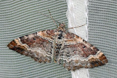 Red Twin-spot Carpet (Xanthorhoe spadicearia)