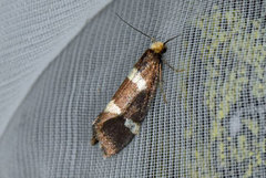 Currant-shoot Borer (Lampronia capitella)