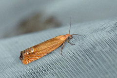 Red Piercer (Lathronympha strigana)