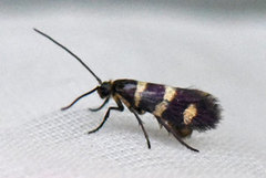 Yellow-barred Gold (Micropterix aureatella)