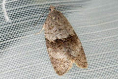 Dark-barred Tortrix (Syndemis musculana)