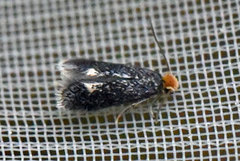 Fomoria septembrella