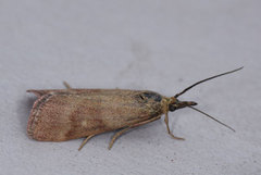 Bakkesmalmott (Hypochalcia ahenella)