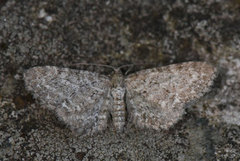 Dvergmålere (Eupithecia)