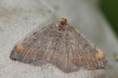 Tawny-barred Angle (Macaria liturata)